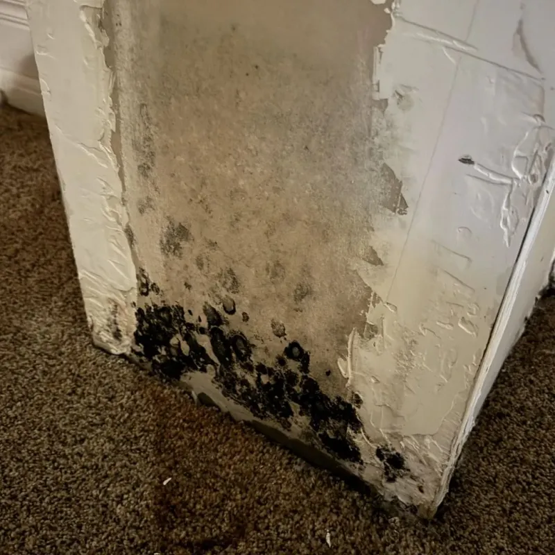 Professional Mold Removal in Banning, CA